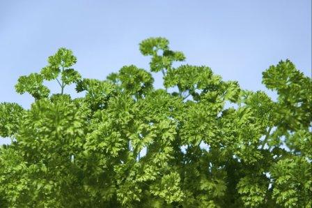 Organic Parsley Moss Curled, Petroselinum cripsum  .750 grams
